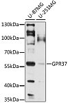 Western blot - GPR37 Rabbit pAb (A16724)
