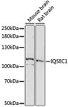 Western blot - IQSEC1 Rabbit pAb (A16725)