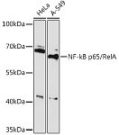 Western blot - NF-kB p65/RelA Rabbit pAb (A16728)