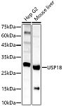 Western blot - USP18 Rabbit pAb (A16739)