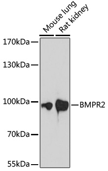 BMPR2 Rabbit pAb