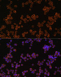 Immunofluorescence - CD44 Rabbit pAb (A16806)