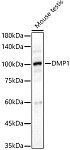 Western blot - DMP1 Rabbit pAb (A16832)