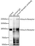 Western blot - Insulin Receptor Rabbit pAb (A16900)