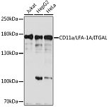 Western blot - CD11a/LFA-1A/ITGAL Rabbit pAb (A16903)