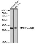 Western blot - MAD2/MAD2L1 Rabbit pAb (A16911)