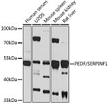 Western blot - PEDF/SERPINF1 Rabbit pAb (A16945)