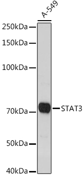 STAT3 Rabbit pAb