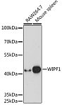 Western blot - WIPF1 Rabbit pAb (A17003)