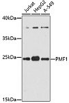 Western blot - PMF1 Rabbit pAb (A17095)