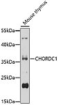 Western blot - CHORDC1 Rabbit pAb (A17135)