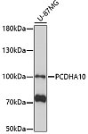 Western blot - PCDHA10 Rabbit pAb (A17185)