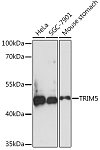 Western blot - TRIM5 Rabbit pAb (A17234)