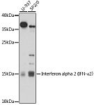 Western blot - Interferon alpha 2 (IFN-α2） Rabbit pAb (A17316)