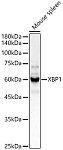 Western blot - XBP1 Rabbit pAb (A1731)
