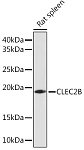 Western blot - CLEC2B Rabbit pAb (A17338)