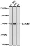 Western blot - CAPRIN2 Rabbit pAb (A17365)