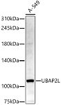 Western blot - UBAP2L Rabbit pAb (A17371)