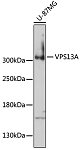Western blot - VPS13A Rabbit pAb (A17419)