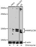Western blot - LC3B Mouse mAb (A17424)