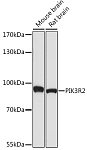 Western blot - PI3 Kinase p85 beta Rabbit pAb (A17433)