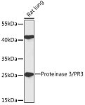 Western blot - Proteinase 3/PR3 Rabbit pAb (A17522)
