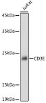Western blot - CD3E Rabbit pAb (A1753)
