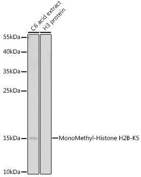 MonoMethyl-Histone H2B-K5 Rabbit pAb
