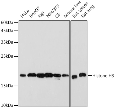 Histone H3 Rabbit mAb