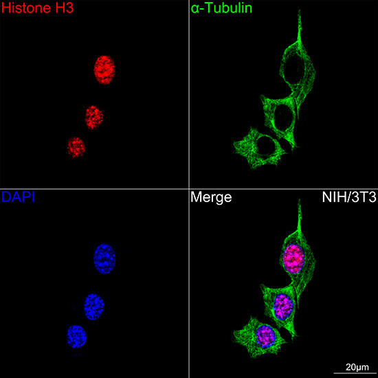 Histone H3 Rabbit mAb