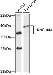 Western blot - RNF144A Rabbit pAb (A17597)