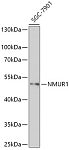 Western blot - NMUR1 Rabbit pAb (A17610)