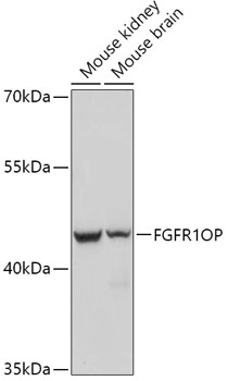 FGFR1OP Rabbit pAb