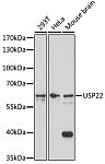 Western blot - USP22 Rabbit pAb (A17663)