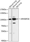 Western blot - ARHGEF26 Rabbit pAb (A17677)