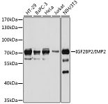 Western blot - IGF2BP2/IMP2 Rabbit pAb (A1774)