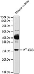 Western blot - MT-CO3 Rabbit pAb (A17891)