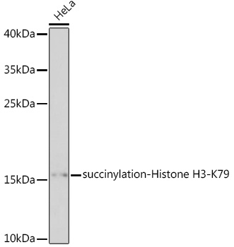 succinylation-Histone H3-K79 Rabbit pAb