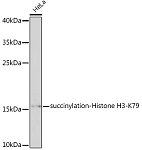 Western blot - succinylation-Histone H3-K79 Rabbit pAb (A17903)