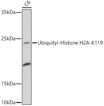Ubiquityl-Histone H2A-K119 Rabbit pAb