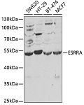 Western blot - ESRRA Rabbit pAb (A1798)
