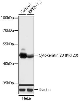 [KO Validated] Cytokeratin 20 (KRT20) Rabbit pAb