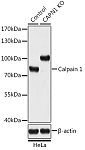 Western blot - [KO Validated] Calpain 1 Rabbit pAb (A18006)