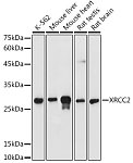 Western blot - XRCC2 Rabbit pAb (A1800)