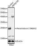 Western blot - [KO Validated] Peroxiredoxin 3 (PRDX3) Rabbit pAb (A18022)