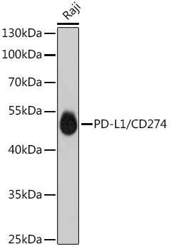 PD-L1/CD274 Rabbit mAb