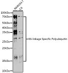 Western blot - K6-linkage Specific Polyubiquitin Rabbit pAb (A18106)