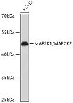 Western blot - MEK1/MEK2 Rabbit pAb (A18117)