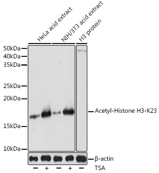 Acetyl-Histone H3-K23 Rabbit pAb