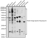 Western blot - K29-linkage Specific Polyubiquitin Rabbit pAb (A18198)